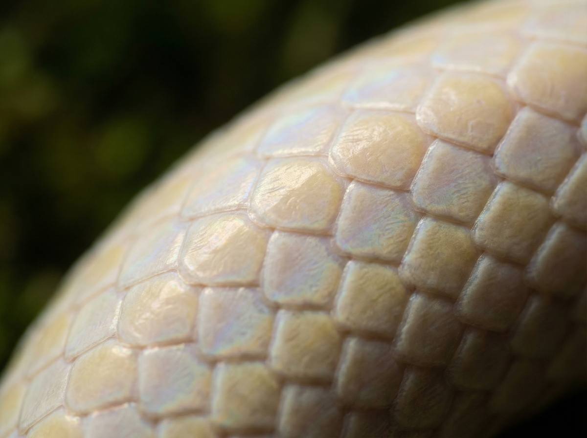 91蟒蛇微距视频 - 蟒蛇鳞片微距摄影技巧视频分享